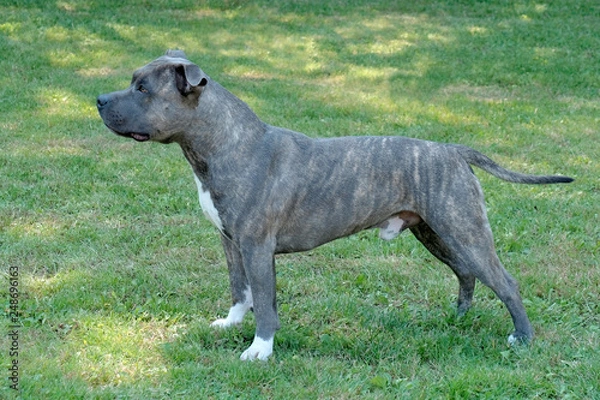 Fototapeta American Staffordshire Terrier in the spring garden