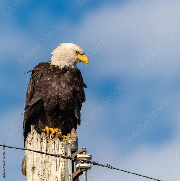 Fototapeta Handsome Bald Eagle