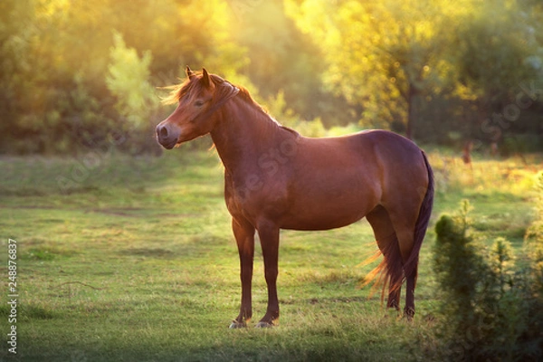 Fototapeta Bay mare standing at sunset field