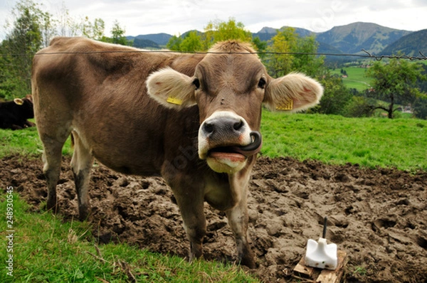 Fototapeta Cow in mud with extra long tongue on a salt stone