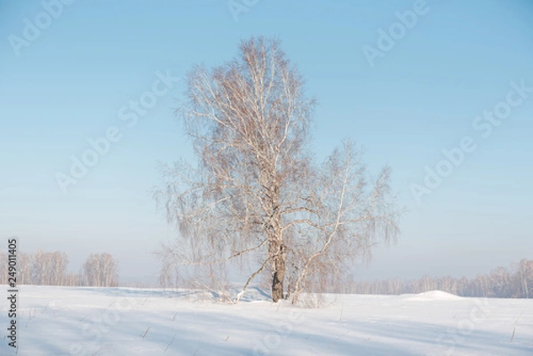 Fototapeta Birch forest in winter. Birch in the snow. Winter forest. Siberian forest.