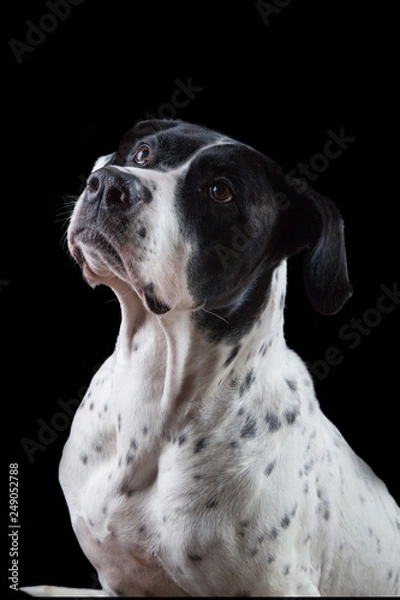 Obraz bandog on the black background of the studio