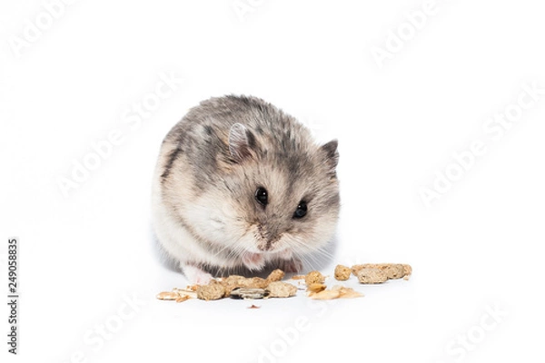 Fototapeta Little dwarf campbell hamster eating