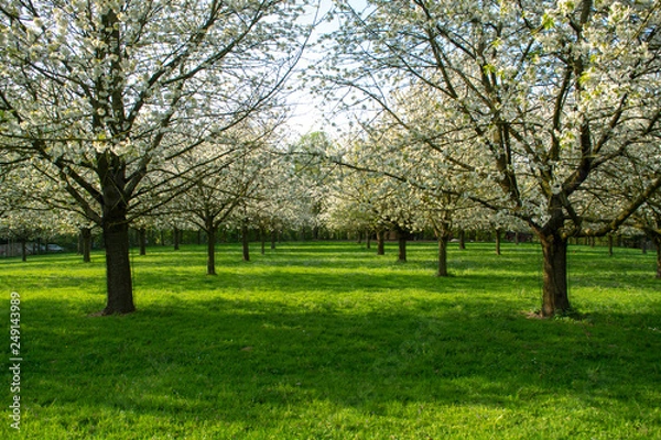 Fototapeta Cherry tree blossom, spring season in fruit orchards in Haspengouw agricultural region in Belgium, landscape