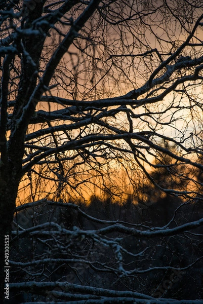 Obraz tree at sunset