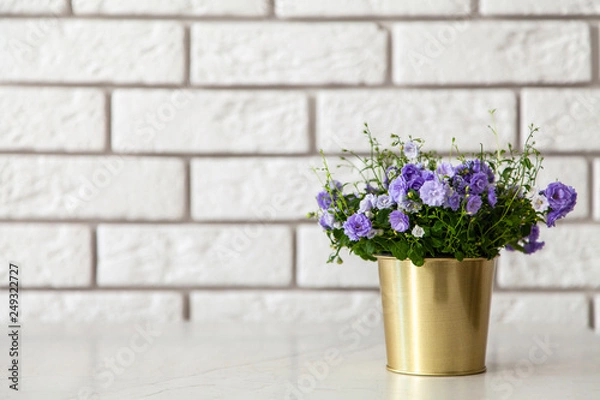 Fototapeta Campanula flowers in a golden pot.