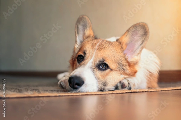 Fototapeta funny portrait of cute little red puppy dog Corgi lying on the floor and looking dreamy up