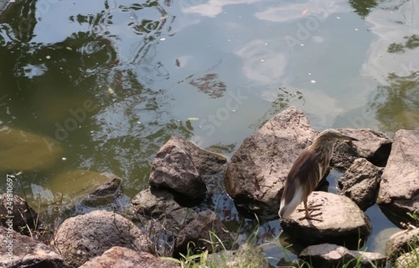 Fototapeta Hong Kong Bird