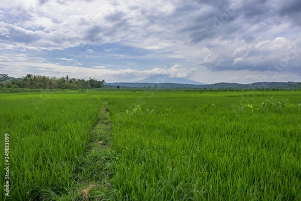 Fototapeta Green rice field and blue sky