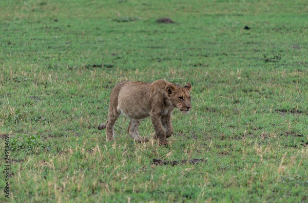 Fototapeta The Savuti Marsh Pride lions roam in the Chobe National Park Botswana.