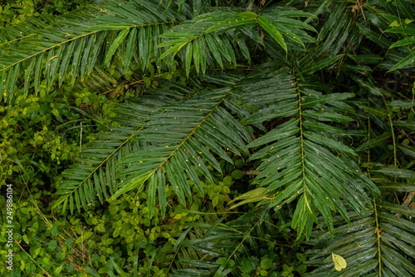 Fototapeta Green leaves background. Tropical Plant,environment,photo concept nature and plant.