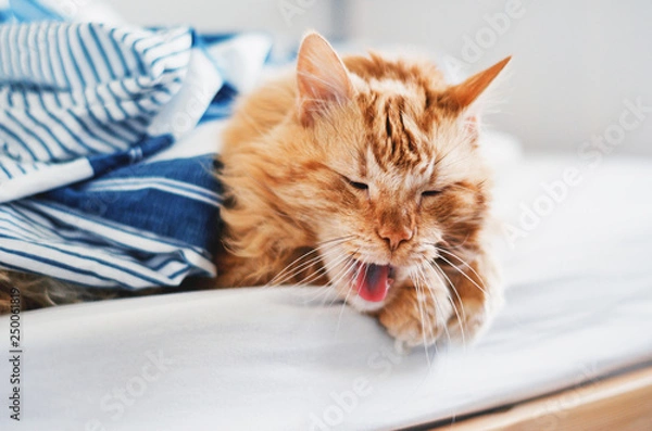 Fototapeta Low angle close-up portrait of a funny yawning ginger cat.