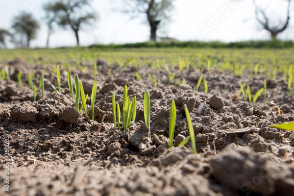 Fototapeta  A cultivated field growing out of the ground