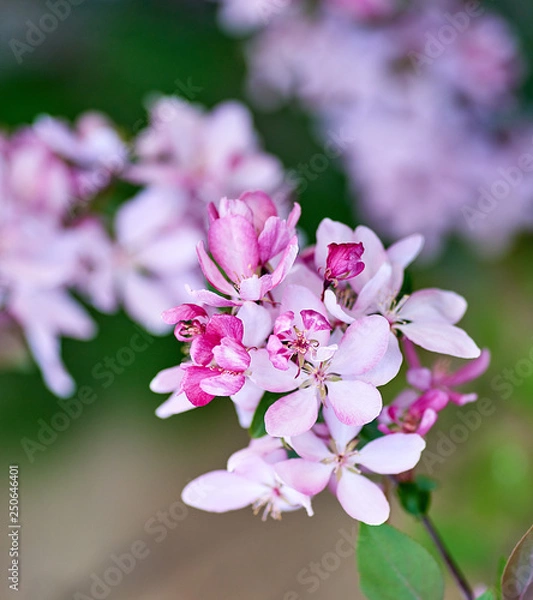 Fototapeta branch of decorative cherry with pink flowers