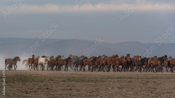 Fototapeta the old horses run out of dust in smoke