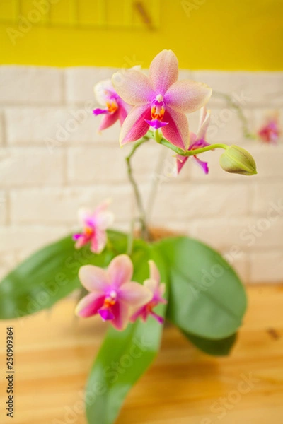 Fototapeta Beautiful rare orchid in pot on yellow background