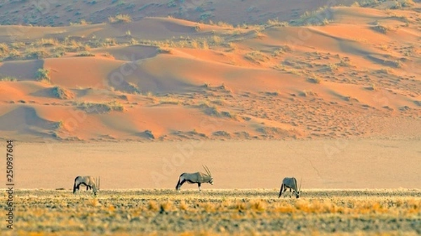 Fototapeta herd of cows in the field