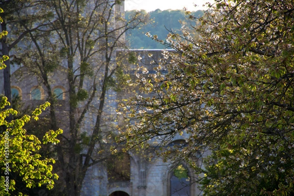 Obraz Spring in the air, seasonal blossom of fruit apple and cherry trees in orchard with ruins of old French abbey on back