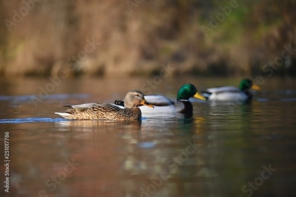 Fototapeta Beautiful wild ducks on water surface