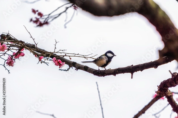 Fototapeta small bird on plum flower tree