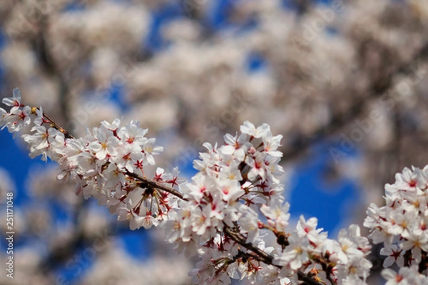 Fototapeta 町田市　恩田川沿いの桜