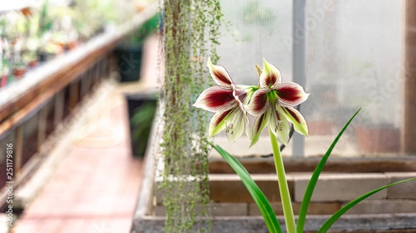 Fototapeta Orchids flower, orchids closed up, growing at flora park in Moscow, Russia