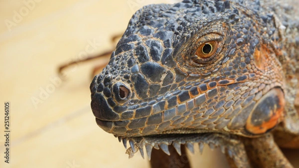 Fototapeta the Iguana's face from near view