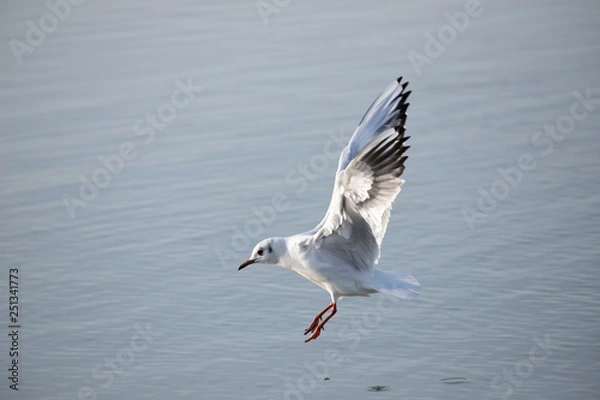 Fototapeta Gull Landing 1