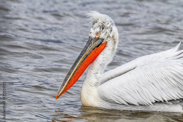 Fototapeta Dalmatian pelican (Pelecanus crispus) Wildlife in natural habitat