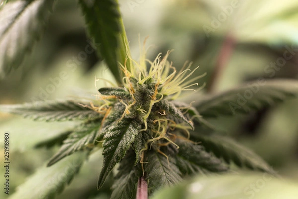 Fototapeta Cannabis Bud Marijuana Flower Weed Macro In Indoor