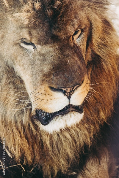 Fototapeta Portrait d'un lion