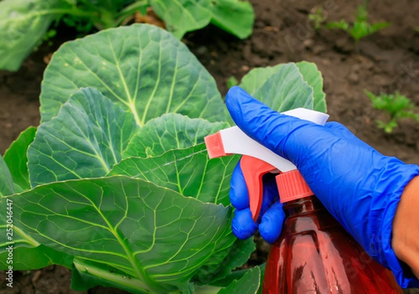 Fototapeta hand in a rubber glove performs agricultural work on the processing of the spray from pests of green cabbage in the summer garden