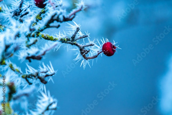 Fototapeta Morning frost on a berry