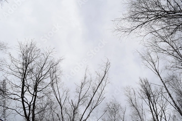 Fototapeta View from below through the branches of the cloudy sky bright.