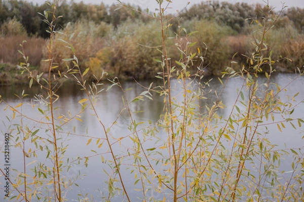 Fototapeta small river in the forest and wheat against the backdrop of autumn