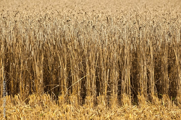 Fototapeta corn fields with corn ready for  harvest