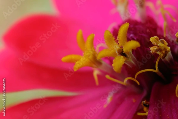 Fototapeta closeup of red flower