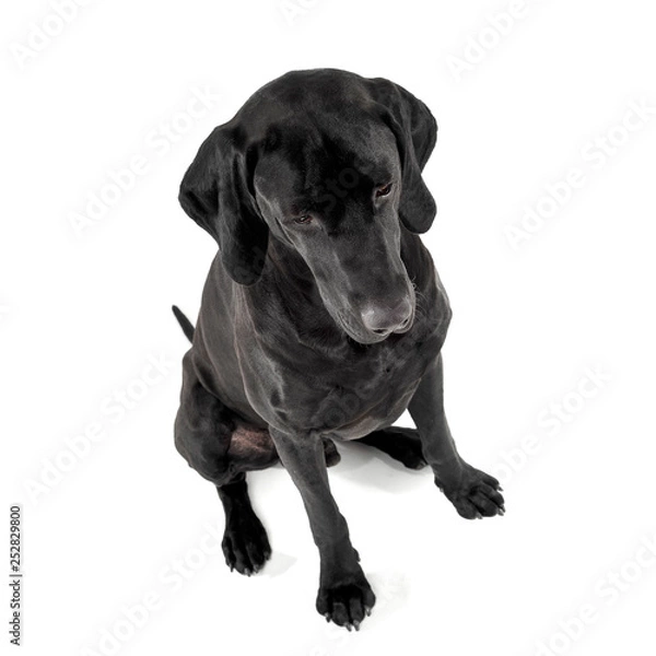 Fototapeta mixed breed ridgebak sitting in a white studio