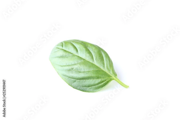 Obraz Green basil leaf isolated on white background