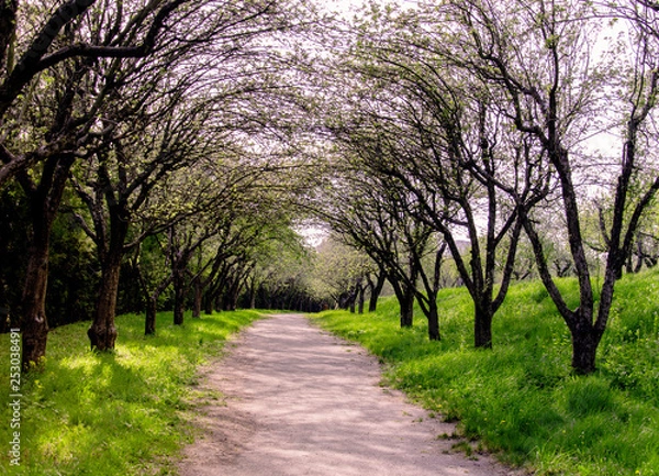 Fototapeta road in the park with trees and green grass