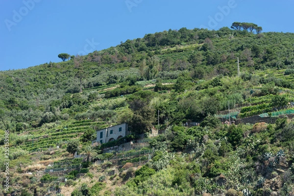 Fototapeta Italy,Cinque Terre, Vernazza, a large wineyard farm om the moutanin slope, terrace farming