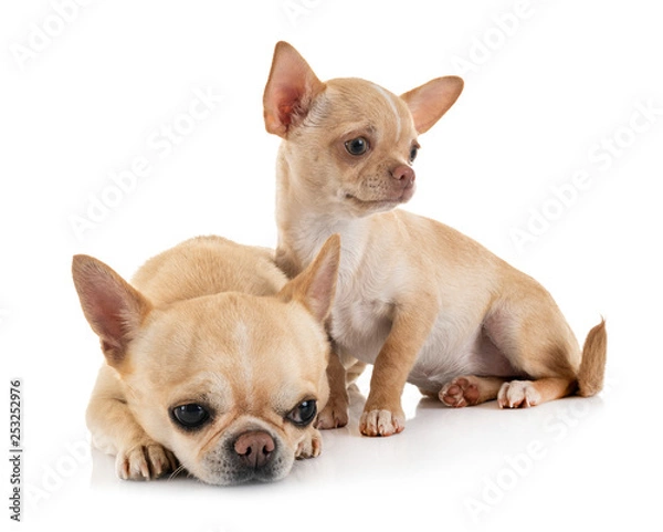 Fototapeta chihuahuas in studio