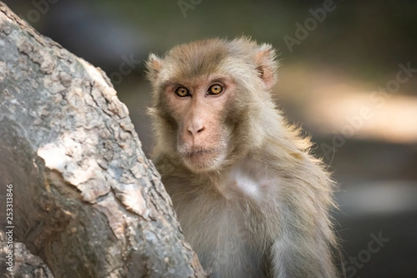 Fototapeta Close up of expressions of this beautiful brown eyed monkey in the forest