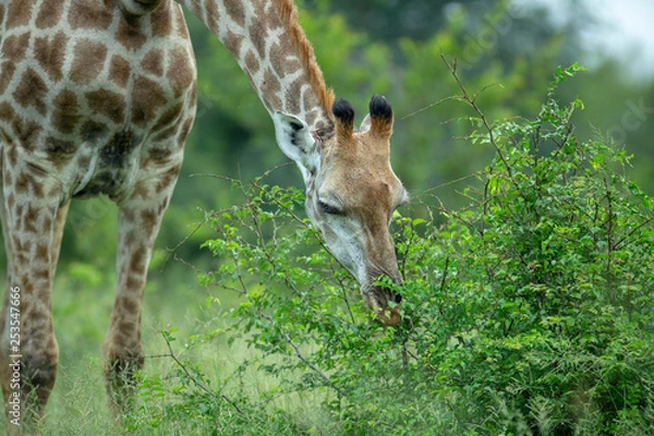 Fototapeta Giraffe in the african savanna