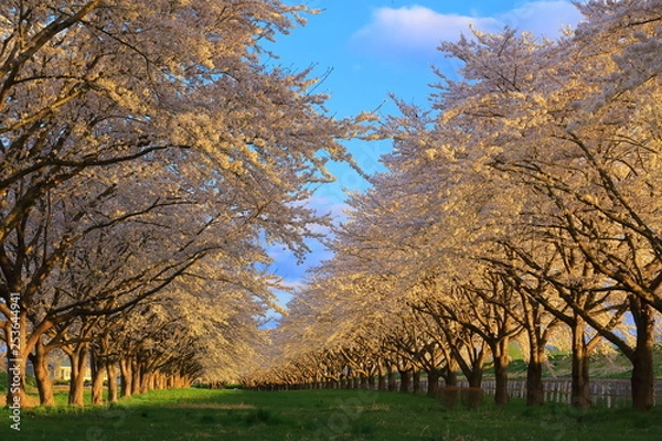 Fototapeta 春の桜並木