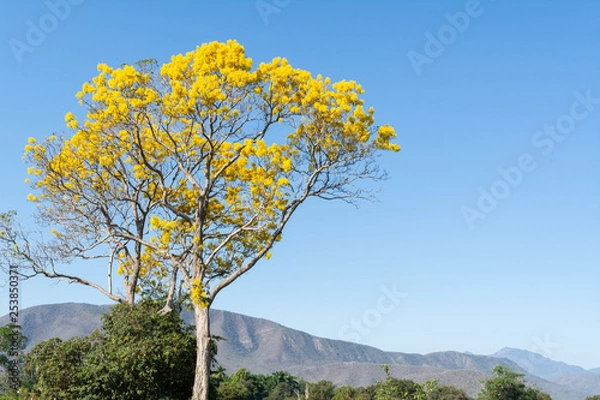 Fototapeta arbol de primaver