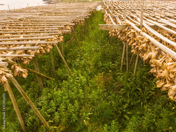 Fototapeta Cod stockfish drying on racks, Lofoten islands Norway