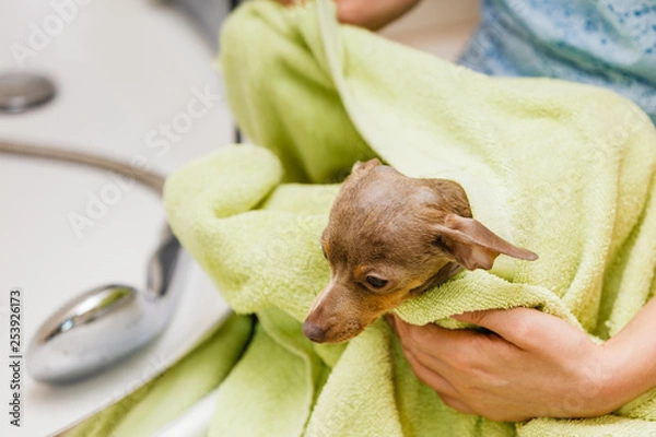 Fototapeta Woman drying pinscher after shower