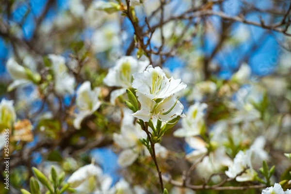 Fototapeta Bauhinia blakeana, Orchid Tree