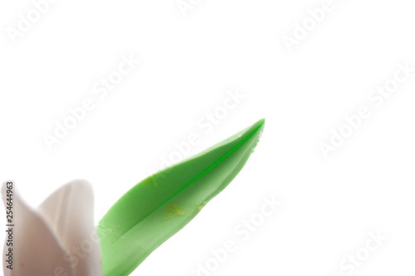 Fototapeta sprouts, lily of the valley on white background